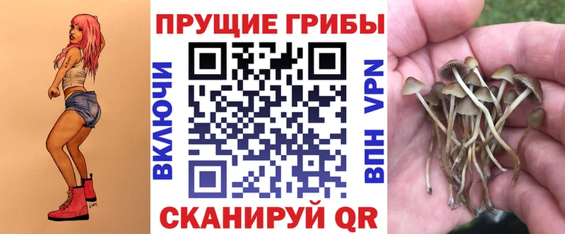 где можно купить   Камбарка  блэк спрут   Галлюциногенные грибы Psilocybine cubensis 